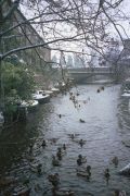 Ducks On River Sett