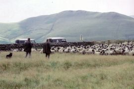 Sheep gathering